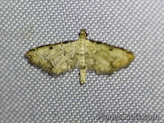 Spotted Costa Crambid Snout Moth (Sufetula sp)