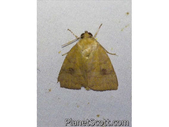 Tufted Moth (Careini sp)
