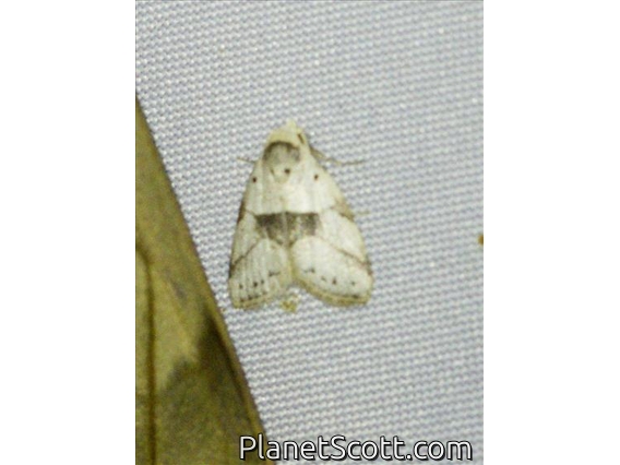 Lichen Moth (Lithosiini sp)
