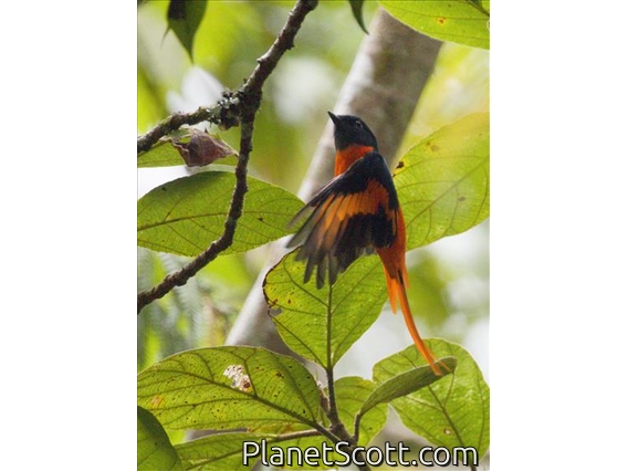 Gray-chinned Minivet (Pericrocotus solaris)