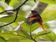 Gray-chinned Minivet (Pericrocotus solaris)