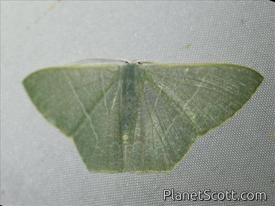 Emerald Moth (Pelagodes sp)