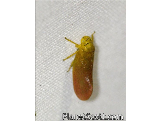 Froghopper (Eoscarta punctata)