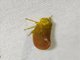 Froghopper (Eoscarta semirosea)