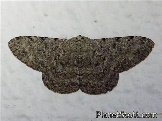 Geometer Moth (Hypomecis sp)
