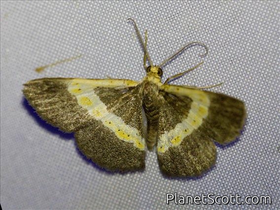 Geometer Moth (Peratophyga trigonata)