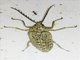 Forest Stream Beetle (Eulichas sp)