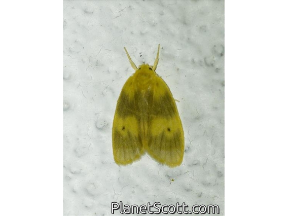 Lichen Moth (Asura sp)