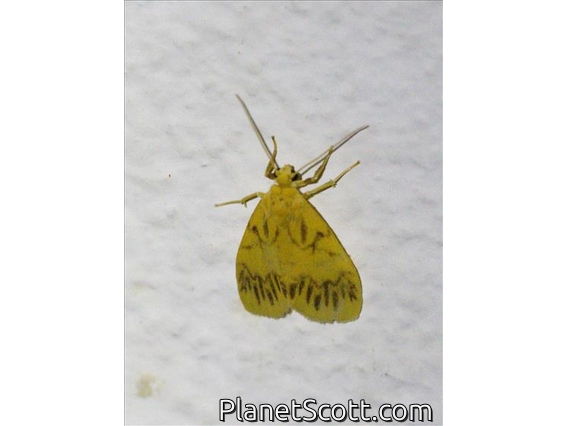 Lichen Moth (Asura sp)