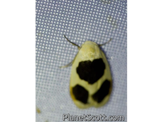 Lichen Moth (Garudinia sp)