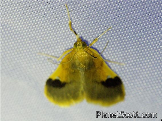 Crambid Snout Moth (Callibotys sp)