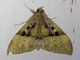 Erebid Moth (Ischyja manlia)