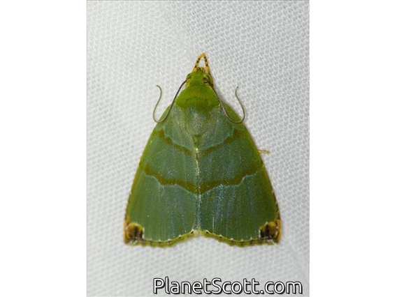 Tufted Moth (Paracrama dulcissima)