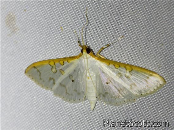 Pearl Moth (Palpita annulifer)