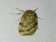 Lichen Moth (Erebidae sp)