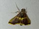 Pyralid Snout Moth (Endotricha mesenterialis)