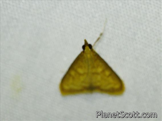 Crambid Snout Moth (Pyraustini sp)