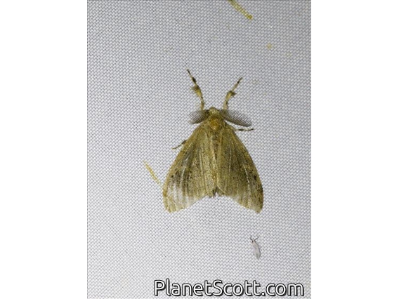 Tussock Moth (Orgyiini sp)