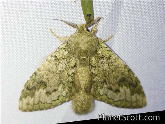 Prominent Moth (Syntypistis sp)