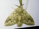 Prominent Moth (Syntypistis sp)