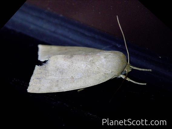 Tufted Moth (Tympanistes sp)