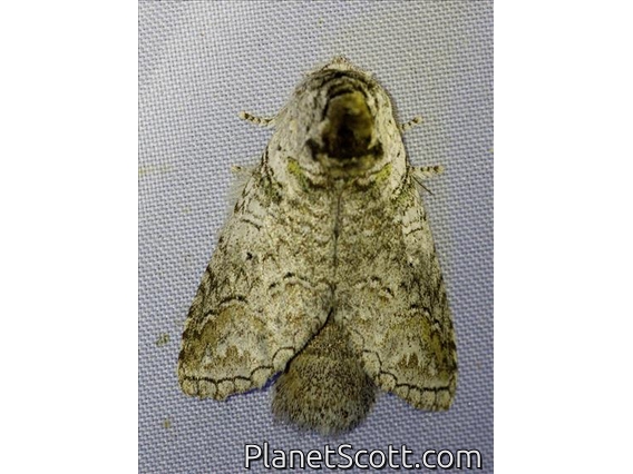 Prominent Moth (Disparia diluta)