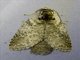 Erebid Moth (Erebidae sp)