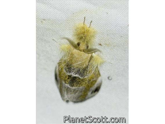 Tussock Moth (Pida decolorata)