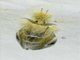 Tussock Moth (Pida decolorata)