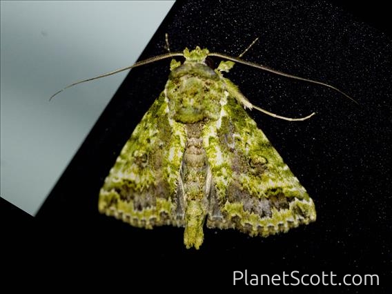 Tufted Moth (Risoba sp)