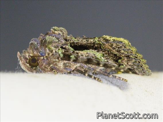 Images for Moths