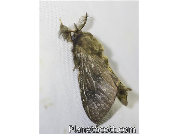 Bagworm Moth (Amatissa sp)