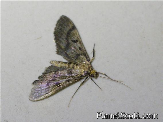 Pearl Moth (Spilomelinae sp)
