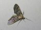 Pearl Moth (Spilomelinae sp)