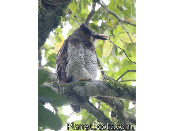 Barred Eagle-Owl (Ketupa sumatrana)
