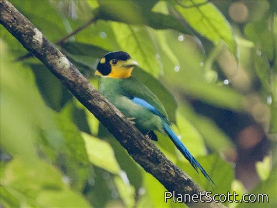 Long-tailed Broadbill (Psarisomus dalhousiae)