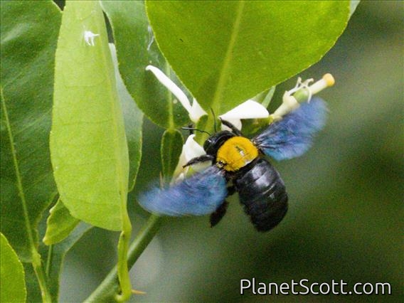 White-cheeked Carpenter (Xylocopa aestuans)