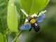 White-cheeked Carpenter (Xylocopa aestuans)