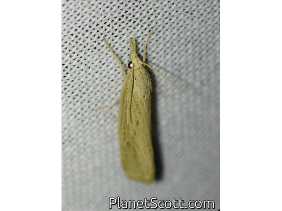 Grass-veneer Moth (Chilo sp)