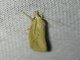 Grass-veneer Moth (Chilo sp)