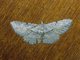 Geometer Moth (Psilalcis sp)