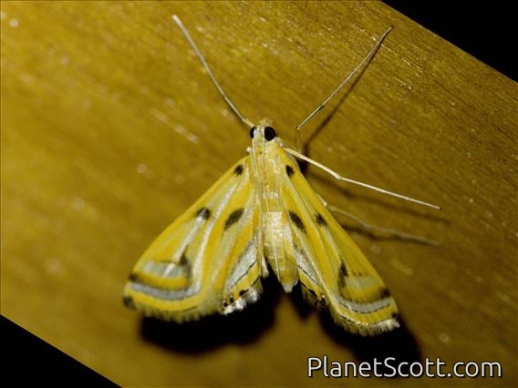 Aquatic Crambid Snout Moth (Acentropinae sp)