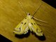 Aquatic Crambid Snout Moth (Acentropinae sp)