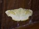 Geometer Moth (Fascellina sp)