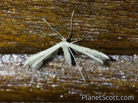 Plume Moth (Adaina sp)