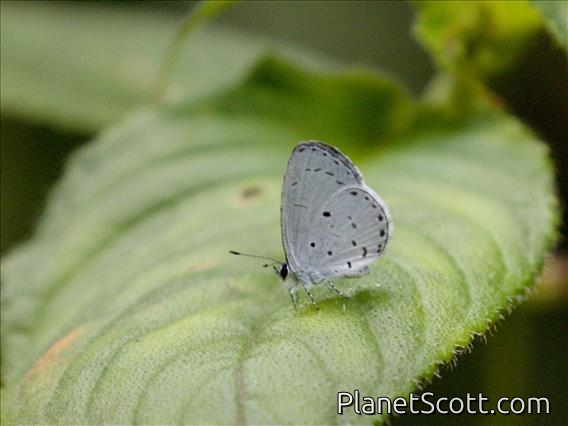 Bicoloured Hedge Blue (Udara selma)