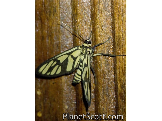 Tiger Moth (Arctiinae sp)