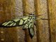 Tiger Moth (Arctiinae sp)
