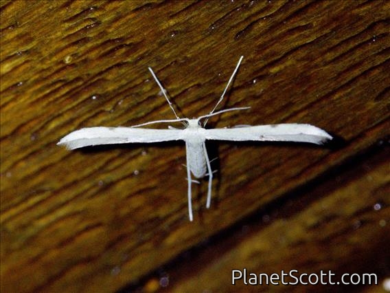 Plume Moth (Hellinsia sp)