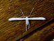 Plume Moth (Hellinsia sp)